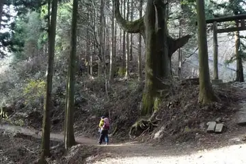 天狗の腰掛杉