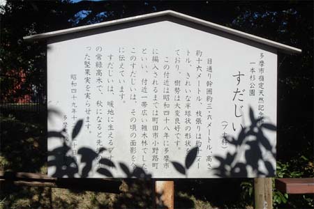 よこやまの道・スダジイの案内板