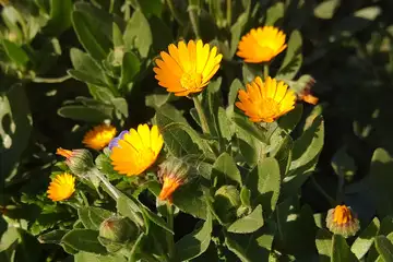 キンセンカ・三浦市