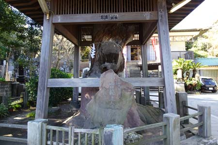 三浦市・延寿寺の日範上人お手植えの松