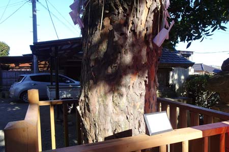 三浦市・延寿寺のナギの古木