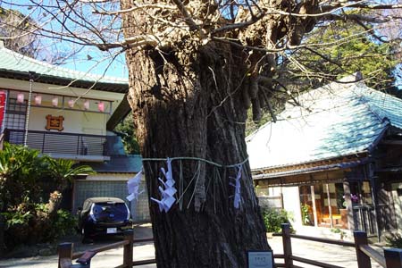 三浦市・延寿寺のイチョウの古木