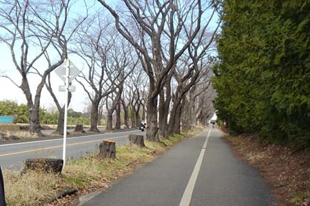 横浜市瀬谷区・桜並木が続く海軍道路