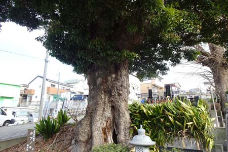 横浜市瀬谷区・禅昌寺のタブの大木