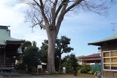 横浜市瀬谷区・日枝社の樹齢３００年と言う大ケヤキ