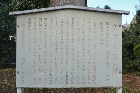 横浜市瀬谷区・日枝社の大ケヤキの案内板