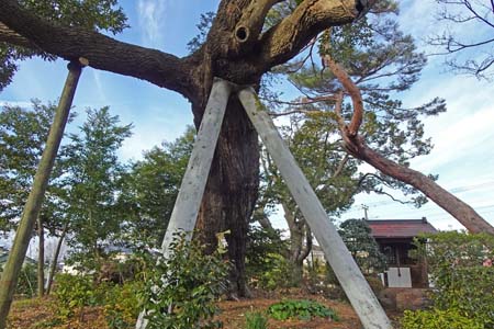 横浜市瀬谷区・西福寺の横浜名木古木に指定されたスダジイ