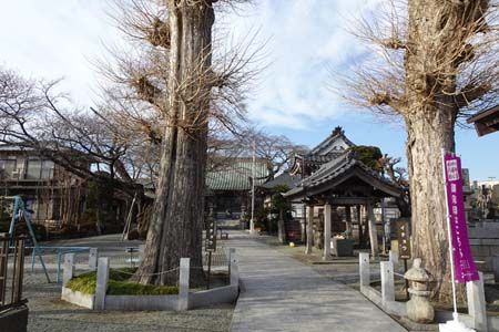 横浜市瀬谷区・宗川寺の夫婦銀杏