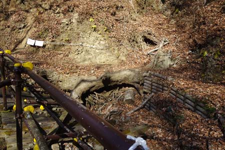 大野山・途中に崩壊地に巻き道