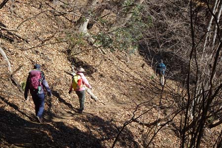 大野山・心地良い雑木林の中を下り