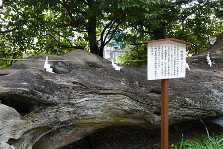 横浜市金沢区・瀬戸神社の蛇混柏（じゃびゃくしん）