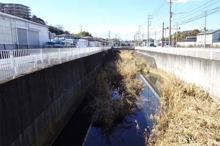 横浜市泉区・細くなり始めた流