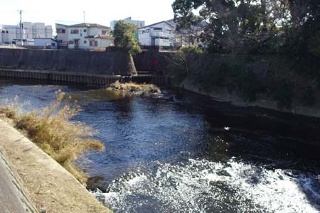 藤沢市・柏尾川に流れ込む支流