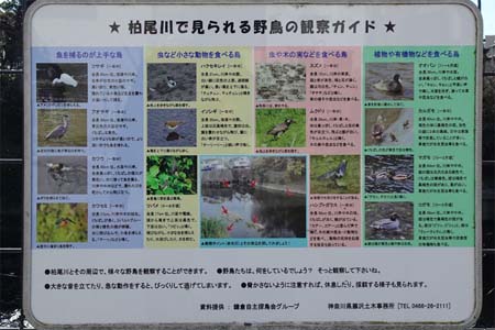 藤沢市・柏尾川で見られる野鳥の案内板