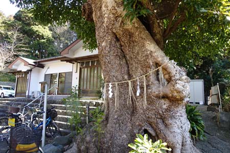 藤沢市・御霊神社の神木