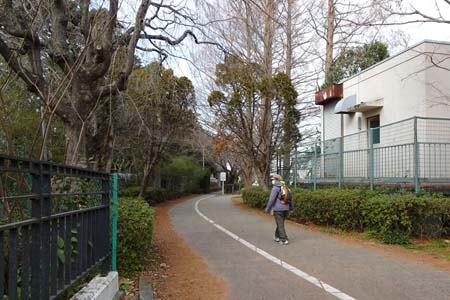 横浜市戸塚区・メタセコイヤの並木が続く遊歩道