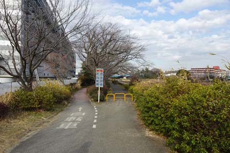 横浜市戸塚区・桜並木の遊歩道が続きます