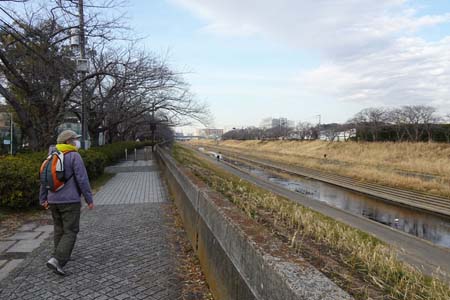 横浜市戸塚区・桜並木の遊歩道