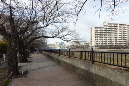 横浜市戸塚区・桜並木の遊歩道