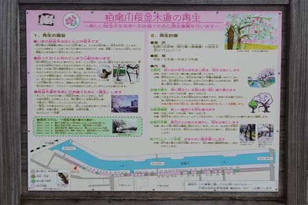 横浜市戸塚区・柏尾川桜並木の再生の案内板