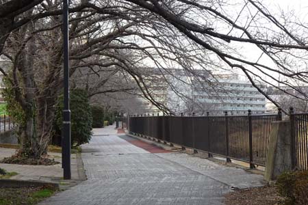 横浜市戸塚区・桜並木の遊歩道