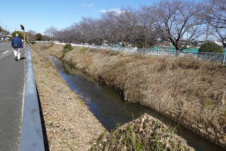 横浜市泉区・細くなった河原にはアレチウリ
