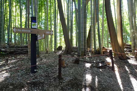 新治市民の森から横浜高尾山・竹林の中の分岐