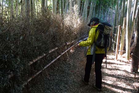新治市民の森から横浜高尾山・タケノコ対策か竹の柵が