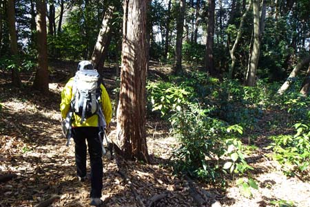 新治市民の森から横浜高尾山・緩やかな山道
