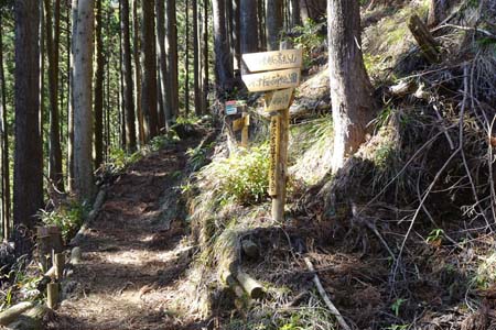 花じょろ道から高松山・スギ林の中の登り