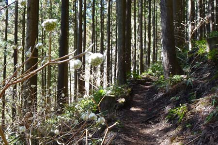 花じょろ道から高松山・途中にあったミツマタはまだ蕾