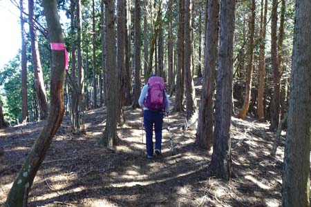 花じょろ道から高松山・ひと登りするとスギ林の稜線の道