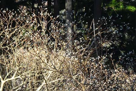 花じょろ道から高松山・ミツマタの花はまだ蕾