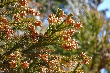 花じょろ道から高松山・スギ花粉は飛散が始まっています