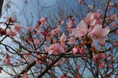 八王子丘陵・茶臼山山頂には早咲きの河津桜