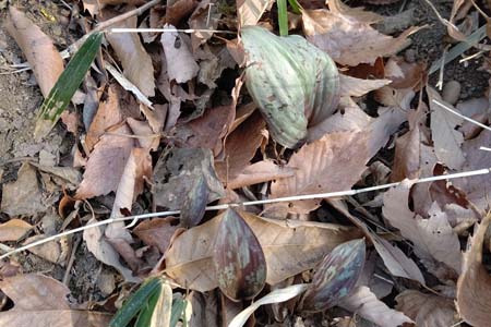 八王子丘陵・花が咲き始めるのは２週間後か