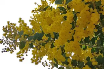 ムクゲアカシア・阿久和川