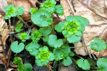 ヤマネコノメソウ・木下沢
