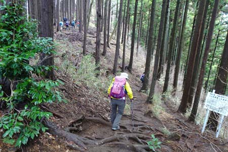 裏高尾から木下沢・杉林の中のハイキングコース