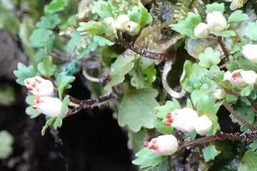 ハナネコノメソウ・木下沢