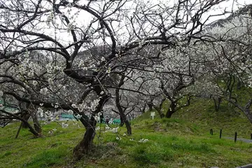木下沢梅園