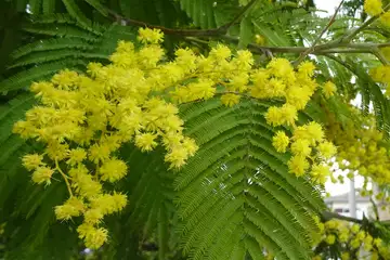 フサアカシア・阿久和川