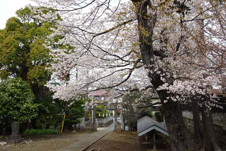 鎌倉市・上町屋天満宮の境内に咲くソメイヨシノ