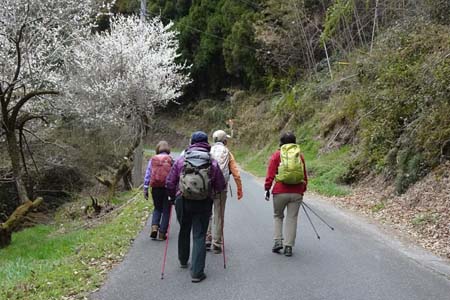 釜伏山・春の花が咲く舗装道路を登り