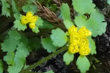 コガネネコノメソウ・釜伏山
