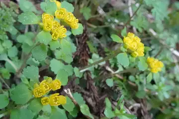 コガネネコノメソウ・釜伏山