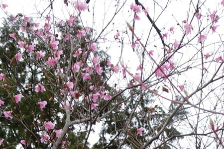 釜伏山・満開のアカヤシオ