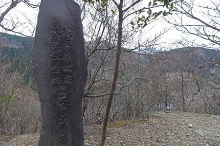 釜伏山・天然記念物ゴヨウツツジの石碑
