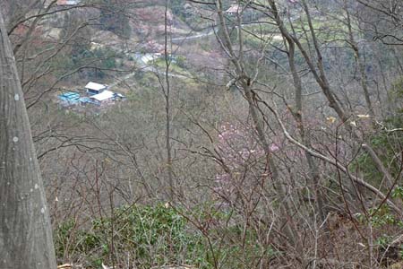 釜伏山・アカヤシオの先に風布の山里