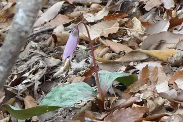 稜線の咲き始めたカタクリ・釜伏山